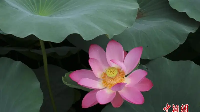 浙江绍兴：莲花盛放美如画 游人泛舟赏景