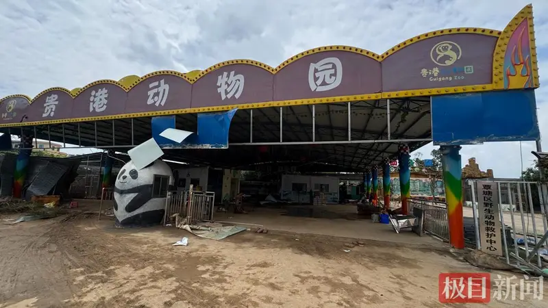 贵港动物园被淹后只剩寥寥几只动物，园方回应“锁死笼舍致3狮溺亡”争议：村落密集怕它们逃出伤人，辛苦养大我们也舍不得
