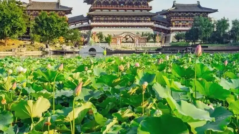 洛阳夏日赏荷地图上线！