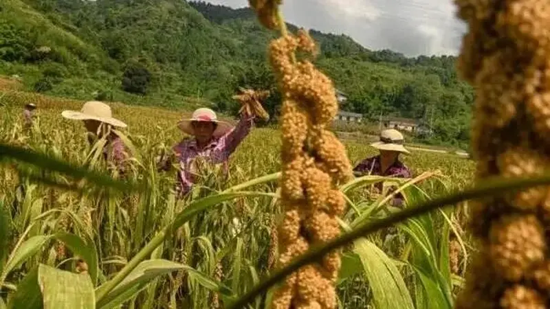 一碗小米粥里的气象风味