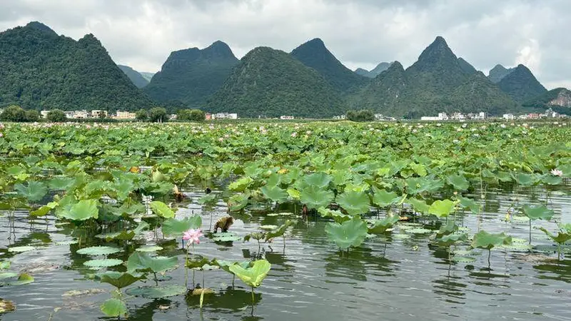 从“旅游打卡”到“安心扎根” 普者黑凭生态底色与产业升级让旅居客“住上瘾”
