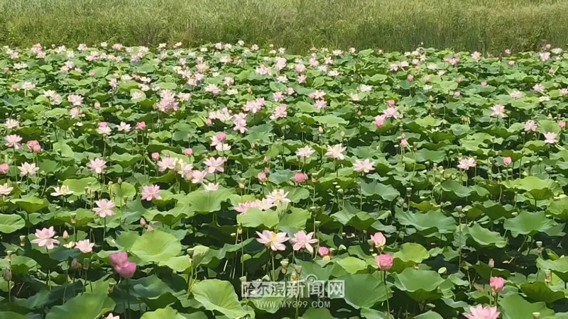 冰城开启最美赏荷季,最佳时段是上午|超全点位攻略看这里→