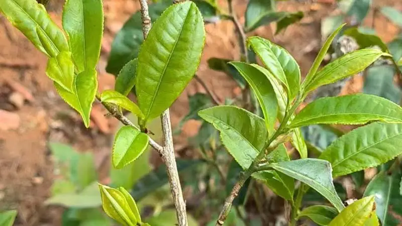 探寻茶马古道