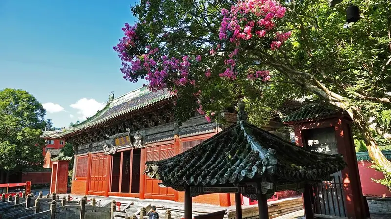 古寺遇花事 四川平武报恩寺百年紫薇盛放
