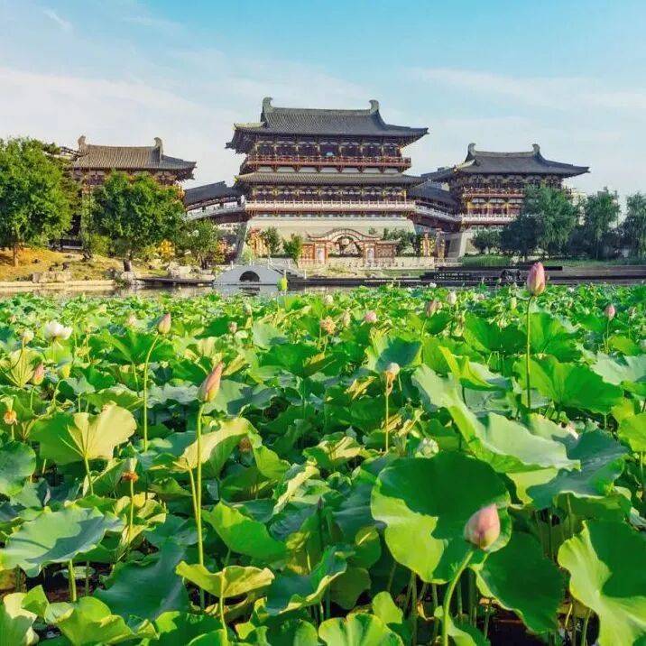 洛阳夏日赏荷地图上线！