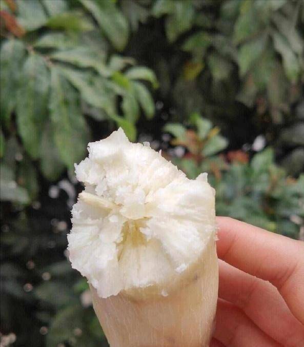 今日!有毒且致命!却被约8亿人当主食端上餐桌,我们种了500多万吨