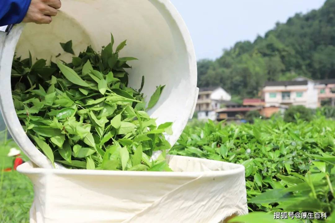 理想华莱夏采开摘 解锁黑茶夏韵密码