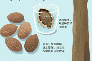 药食推荐丨润喉化痰、润肠通便的植物种子,KTV“麦霸”必备