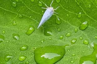 雨季的南洋烟火，地接手心里的温度