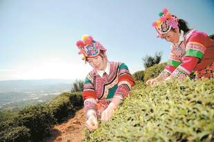 云南推动茶产业由“大”迈向“强”