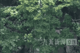 动物园回应设“360度观虎隧道”:能无遮挡、近距离看散养老虎,用的防弹玻璃,很安全