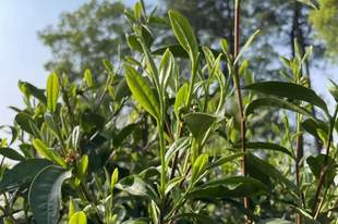白毫鹅黄形似凤羽，五泡留香，一杯惠明茶抚平伏天浮躁心绪