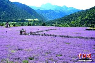 四川松潘薰衣草花海进入最佳观赏期