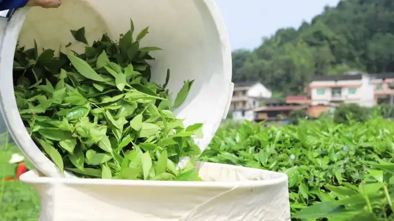 理想华莱夏采开摘 解锁黑茶夏韵密码