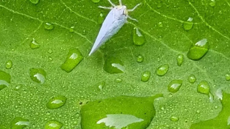 雨季的南洋烟火,地接手心里的温度