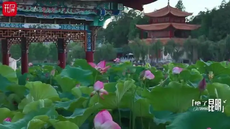 绝了昆明（110）｜夏日顶流荷景，在大观楼误入藕花深处