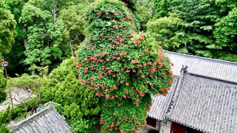 盛夏仙境花满古柏!崂山太清百年凌霄绚烂绽放