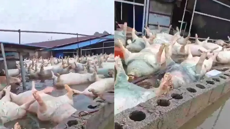 广西宾阳一养猪场被淹,大量死猪漂浮水面,当地回应:情况属实,死亡生猪约有几千头,正在组织力量进行处置