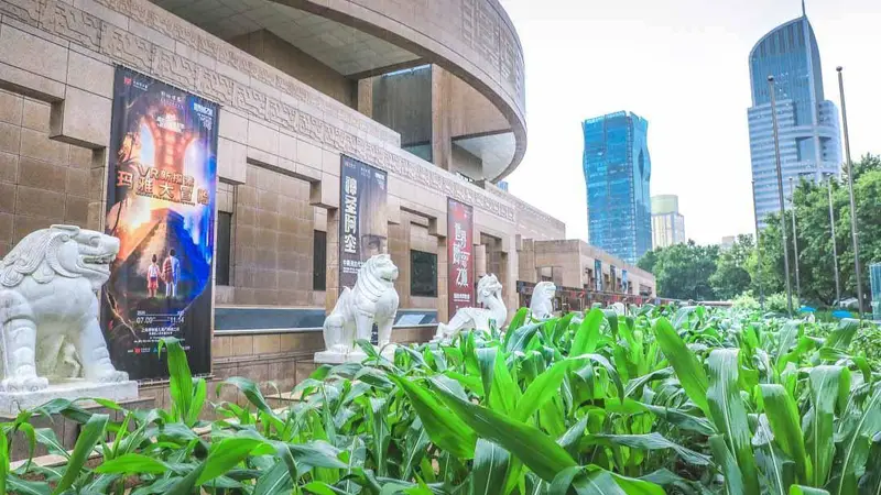 人民广场美洲大展门口的玉米地“又糯又甜” 幕后园丁找到了！