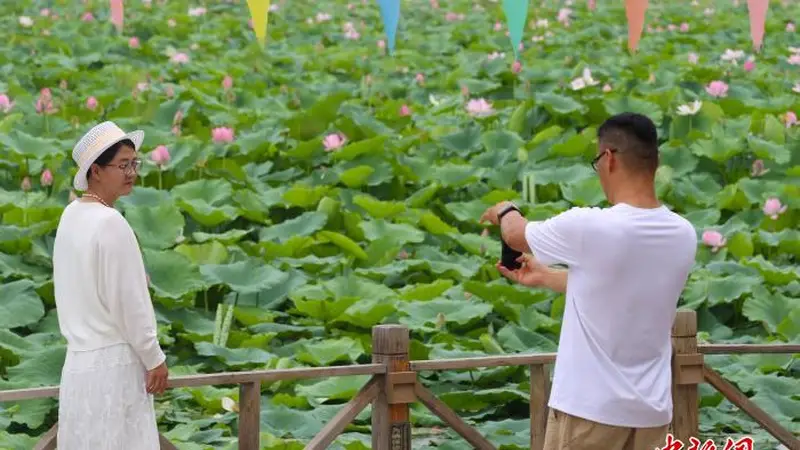 宁夏银川鸣翠湖荷花绽放引游人