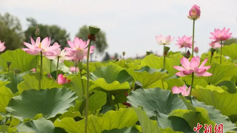 银川鸣翠湖荷花节启幕 助推夏日文旅消费热