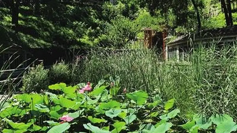 百望山森林公园夏日避暑“藏”清凉