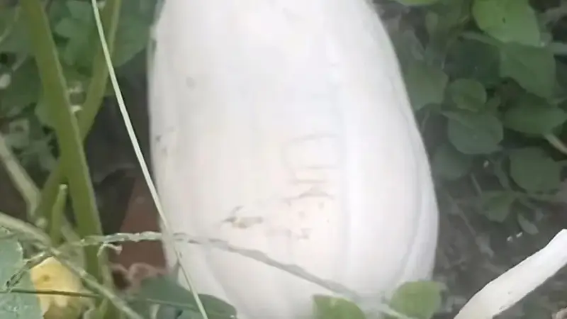 【南沙风情】栟茶夏天的饭桌上，少不了一盘韭菜炒笋瓜