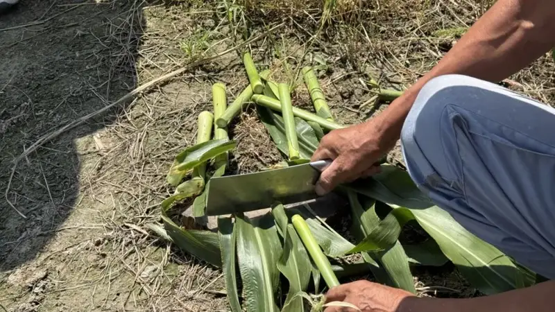 5元/根!萧山这种零食快绝迹了,你吃过吗?网友:挺甜的,就是费嘴……