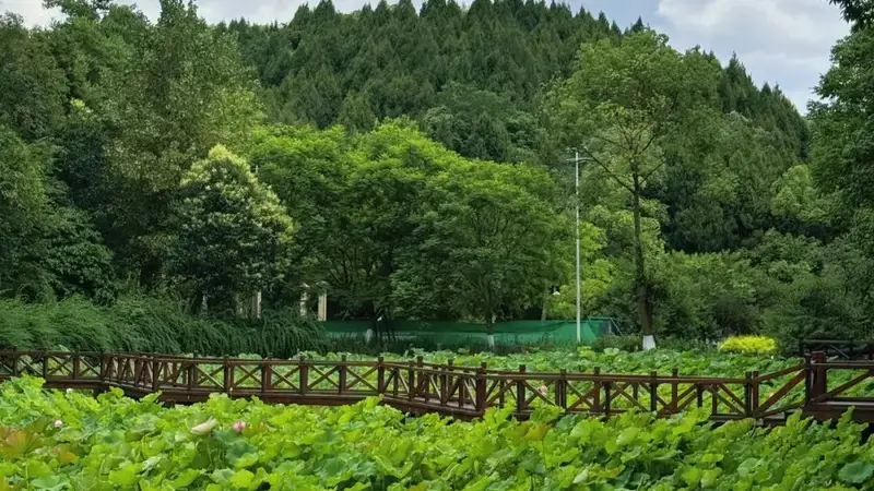 荷香满城｜德阳夏日赏荷地图来了