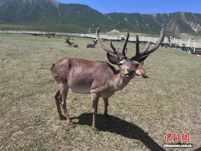 循弱水而上：在肃南看祁连山文旅发展