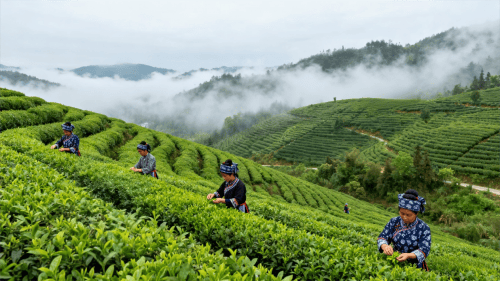 生甡川“万里茶道”文化IP突围,成功摘得青砖茶领域中国驰名商标