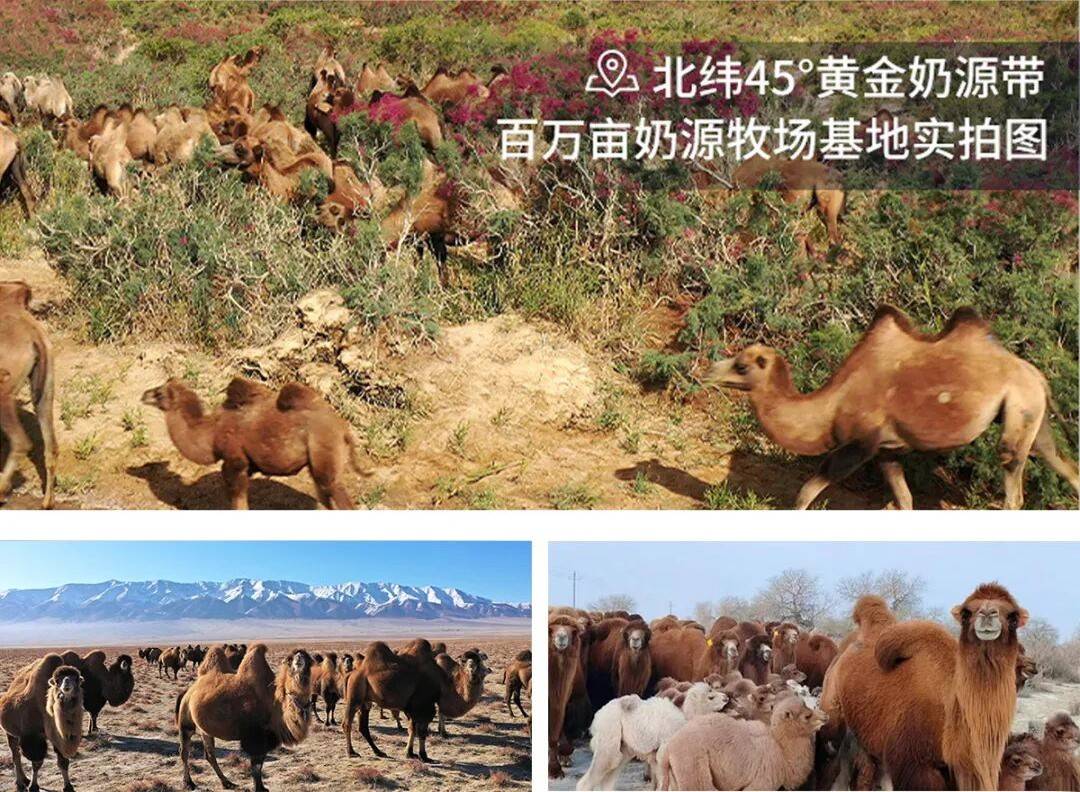 丝路驼铃飘乳香——源西域亮相第九届中国-亚欧博览会,特色乳品引发现场热潮