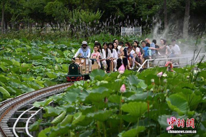 小火车穿行荷塘间 安徽城市公园解锁夏日浪漫