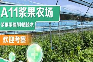 沈阳周末出游 如何挑选合适的浆果采摘园