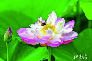 莲城好“趣”处丨夏日湘潭,“荷”其美!