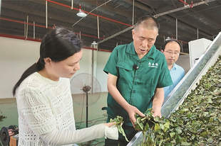 绿茶变抹茶，破解“一季红火两季闲”