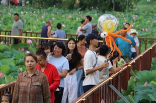 荷花开了！博乐这场夏日限定又来了→