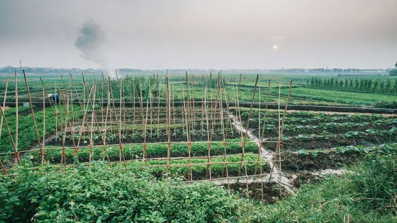 夏天随处可见的时令野菜！清爽适口，夏季轻养别错过