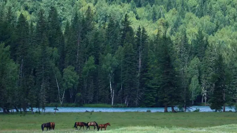 从赛里木湖的蓝到那拉提的绿:一位伊犁导游的四季手记,带你深度体验塞外江南之美——深度攻略