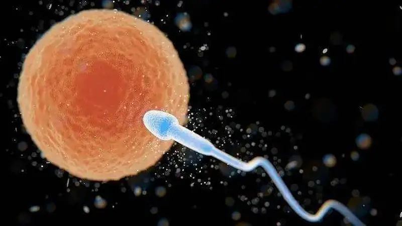 夫妻同房后，没能跟卵子相遇的精子都去哪里了，看完别害羞