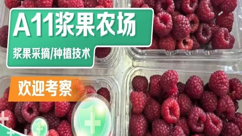 沈阳周末休闲去哪 浆果采摘园出行参考