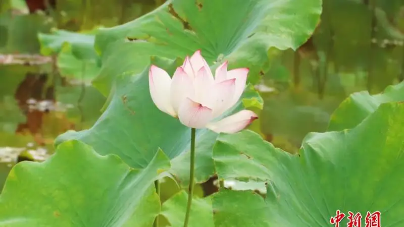 江西南昌:小暑盛夏至 蝉鸣荷花香