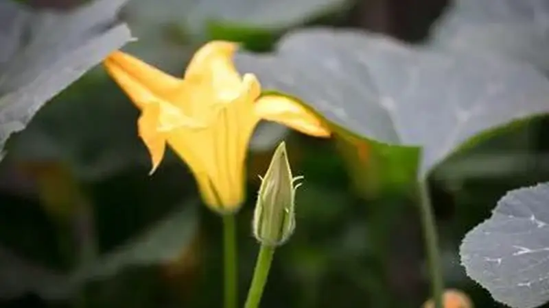 闫英学:窝瓜花酱