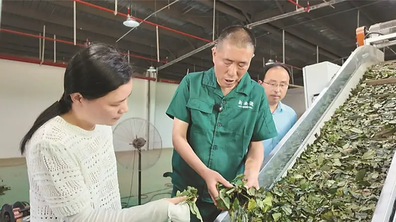 绿茶变抹茶,破解“一季红火两季闲”