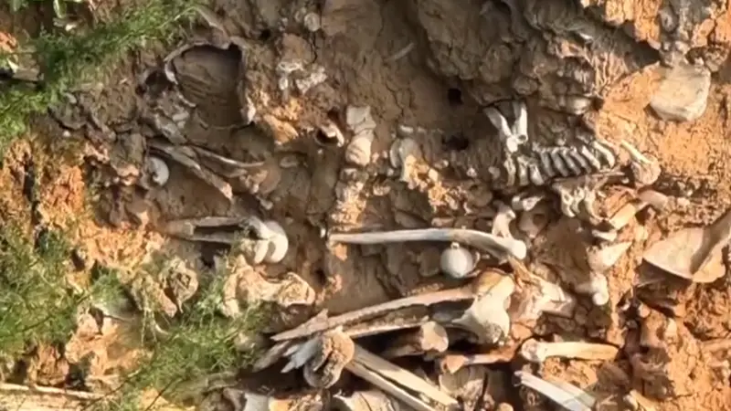 一道路旁现大量白骨，当地：系古代战争遗骸