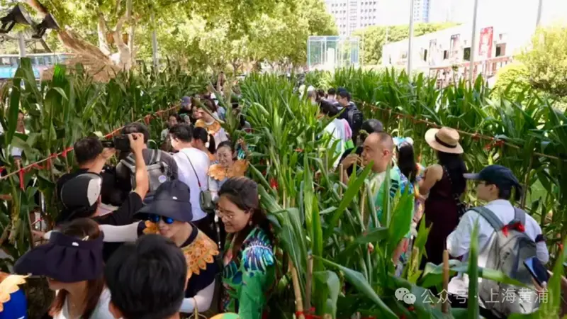 在上海博物馆前能掰玉米！“这场采摘多了一层别样文化诗意”