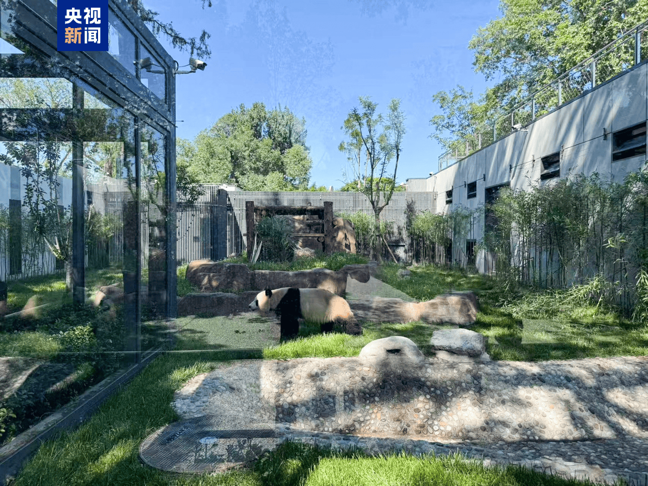 攀爬嬉水设施齐备 萌兰等5只“国宝”入住新居