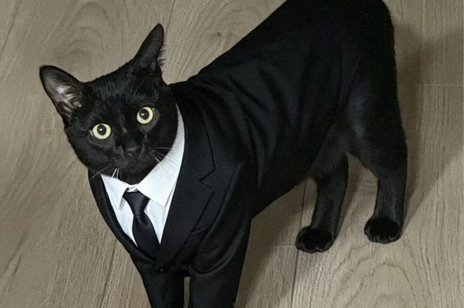 把黑猫养成“大黑猪”,网友争相晒“养猪”照,谁家没有呢?
