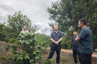 市政协副主席张发云率调研组开展咖啡产业发展情况调研