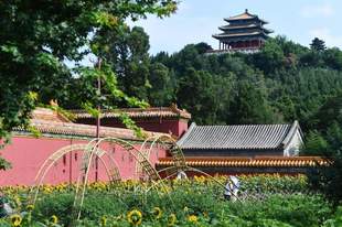 看北京｜中轴线再添夏日打卡地，景山公园向日葵进入最佳观赏期